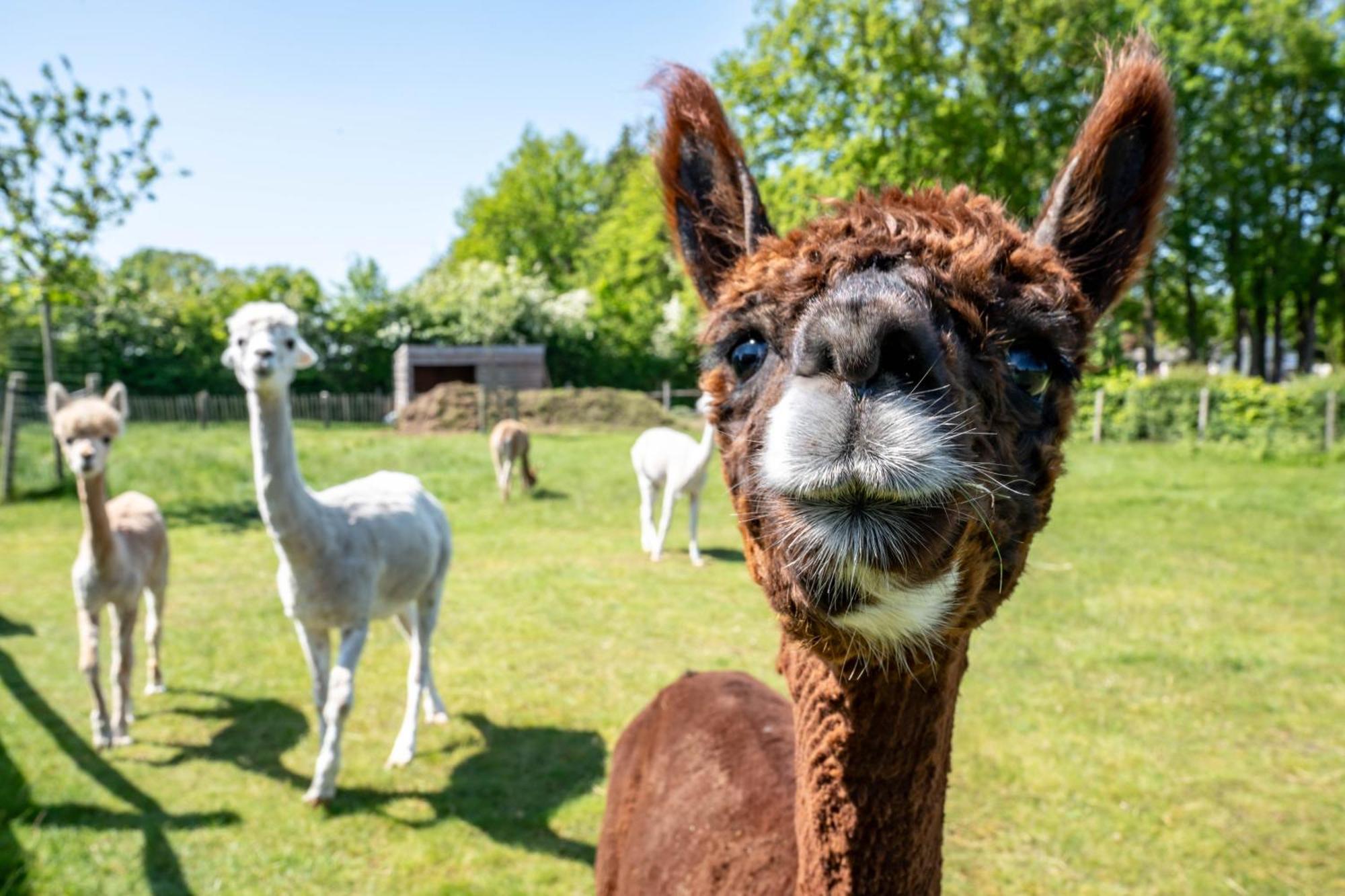 Hoeve Den Akker - Luxueuze Vakantiewoningen Met Privetuinen En Alpaca'S Nabij Brugge, Damme, Knokke, Sluis En Cadzand Esterno foto