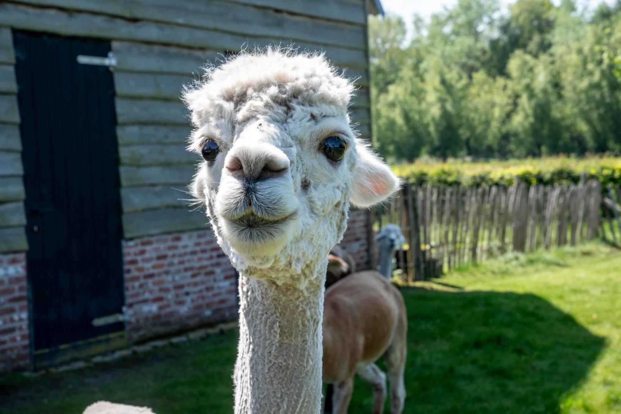 Hoeve Den Akker - Luxueuze Vakantiewoningen Met Privetuinen En Alpaca'S Nabij Brugge, Damme, Knokke, Sluis En Cadzand Esterno foto