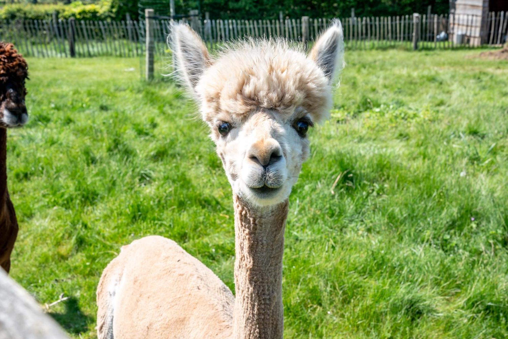 Hoeve Den Akker - Luxueuze Vakantiewoningen Met Privetuinen En Alpaca'S Nabij Brugge, Damme, Knokke, Sluis En Cadzand Esterno foto